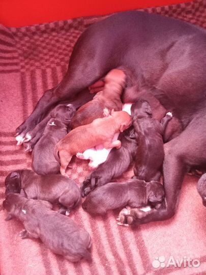 Собаки Питбуль