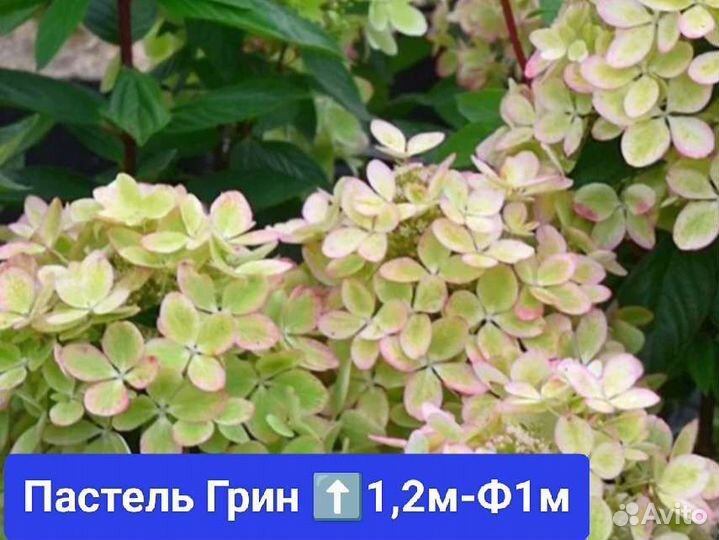 Гортензия метельчатая