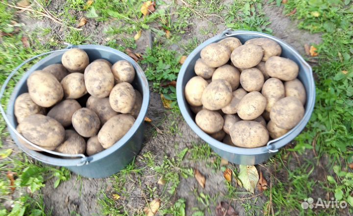 Картофель домашний крупный