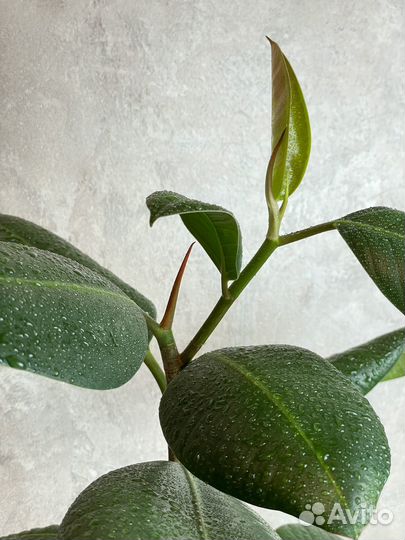 Фикус каучуконосный