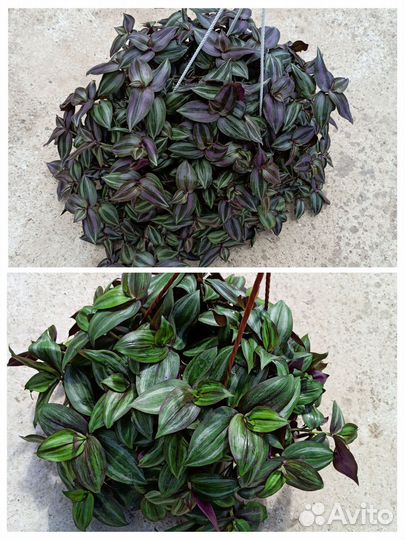 Кашпо традескация, плектрантус,аптения,оттона