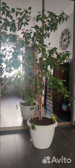 Фикус Бенджамина большой