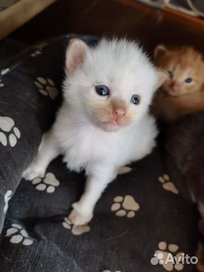 Котята в добрые руки бесплатно