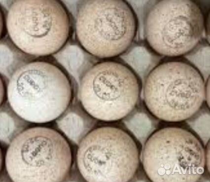 Инкубационное яйцо индейки хайбрид конвертер