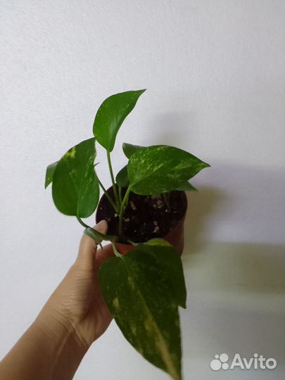 Сциндапсус