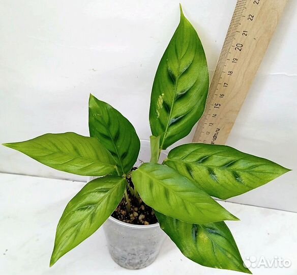 Комнатные растения цветы