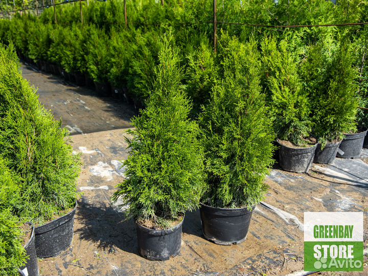 Туя смарагд 0,8 м свежая копка 2023
