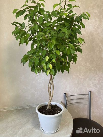 Фикусы: Де Гантель,Кёрли, Голден Моник, Даниэль