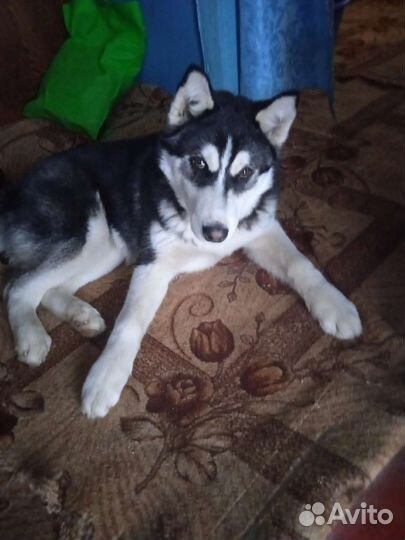 Хаски вязка