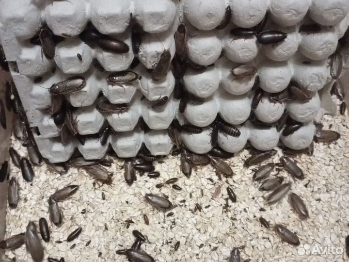 Мраморные тараканы