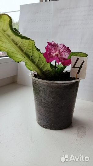 Цветы домашние в горшках Стрептокарпус