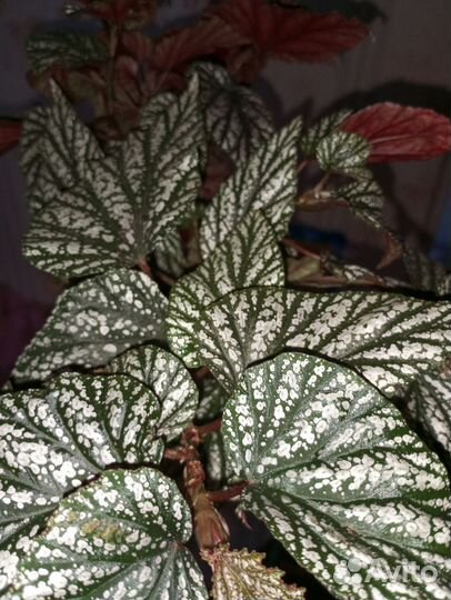 Бегония тростниковая