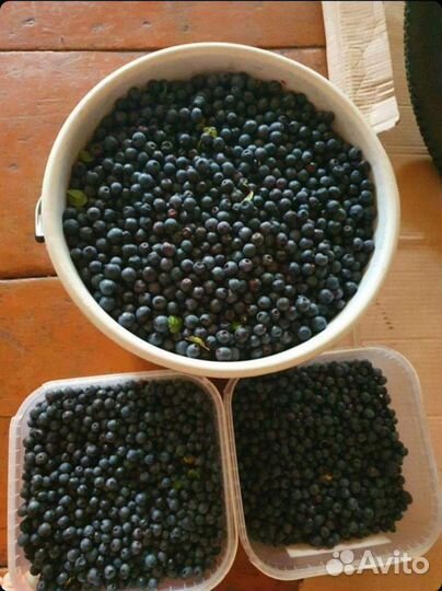 Черника лесная