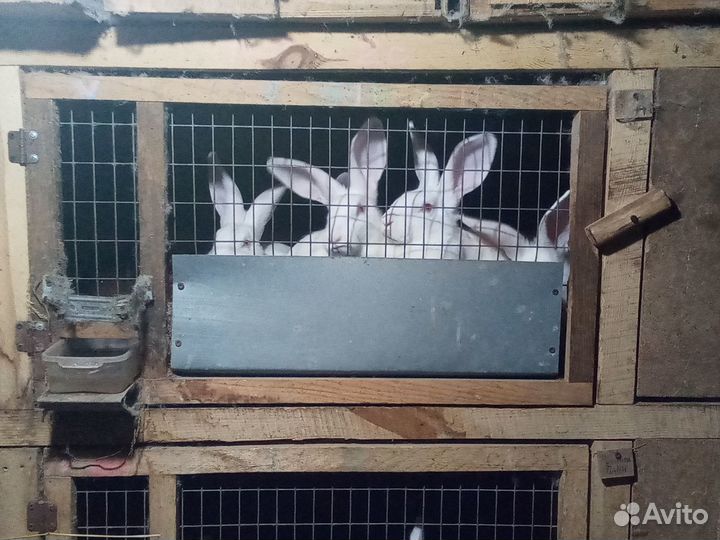 Кролики