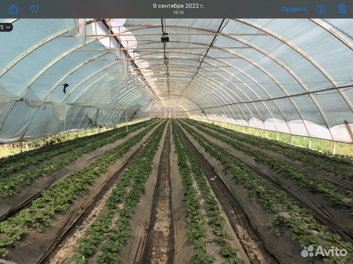 Аренда теплиц с клубникой
