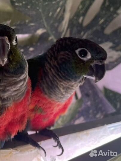 Попугай перрура