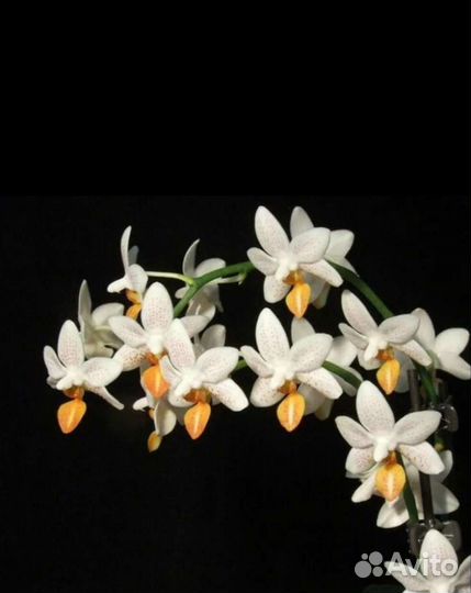 Орхидея фаленопсис