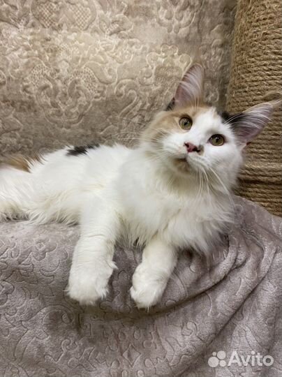 Котёнок девочка породы мейн кун с документами