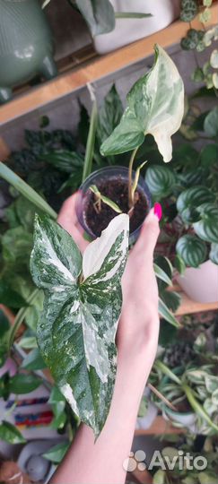 Филодендрон бразил, сингониум империал вайт