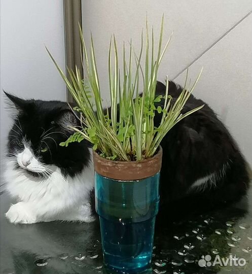 Нефролеписы, Адиантумы, Аир