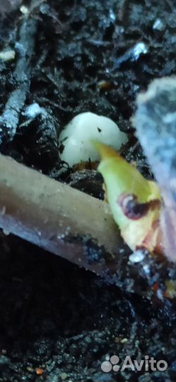 Фикус эластика