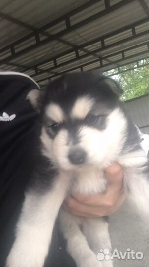 Продаются щенки сибирской хаски