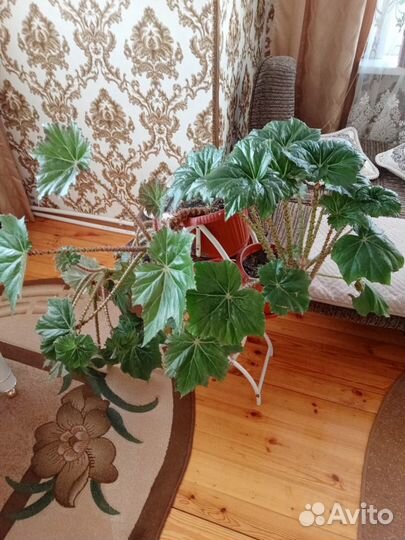 Комнатные растения бегония