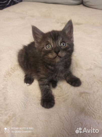 Шотландская вислоухая кошка в добрые руки