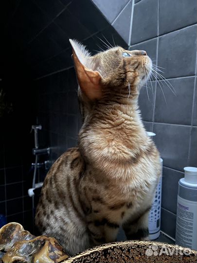 Бенгальские котята