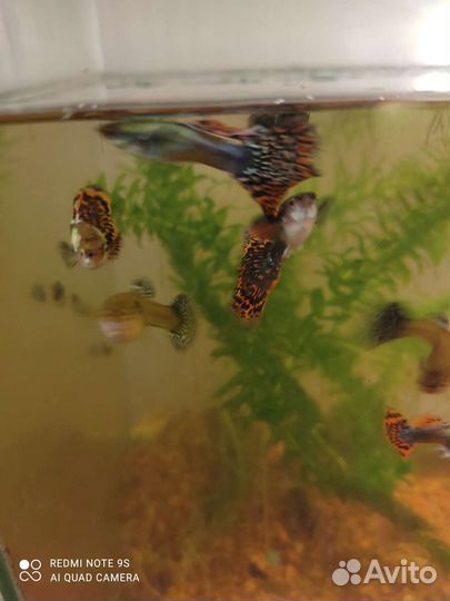 Рыба гуппи и Пецилии