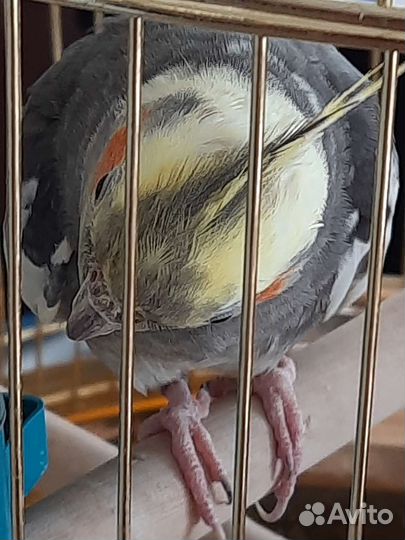 Попугай корелла с клеткой