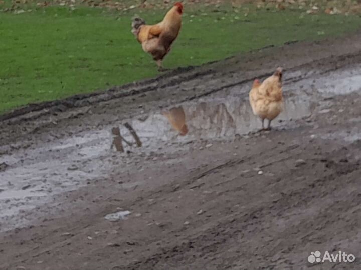 Домашние яйцо