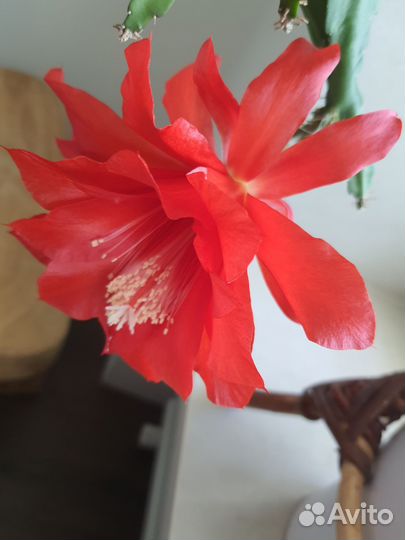 Эпифиллум кактусовые