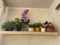 катя котенок. котята в добрые руки в метро. котята в добрые руки в метро. котята в добрые руки в метро. рыжий и черный котенок.