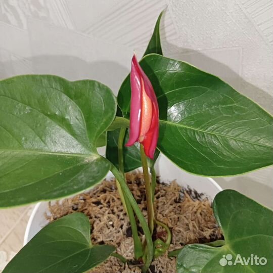 Антуриум красный андрэ