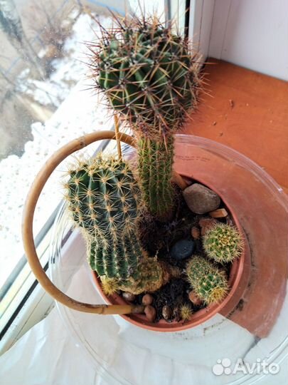 Кактусы 4 шт