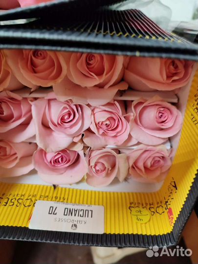 Цветы роза Эквадор опт