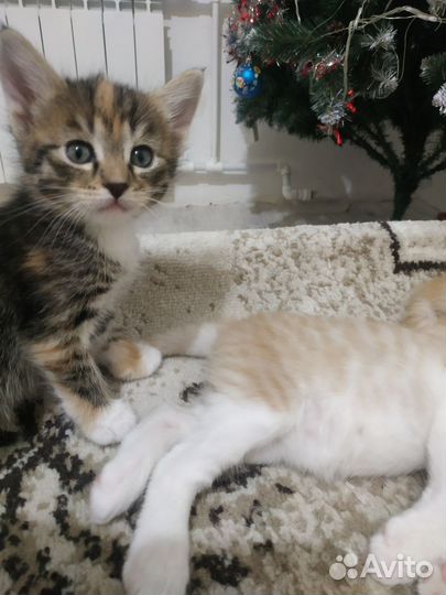 Котята в дар бесплатно