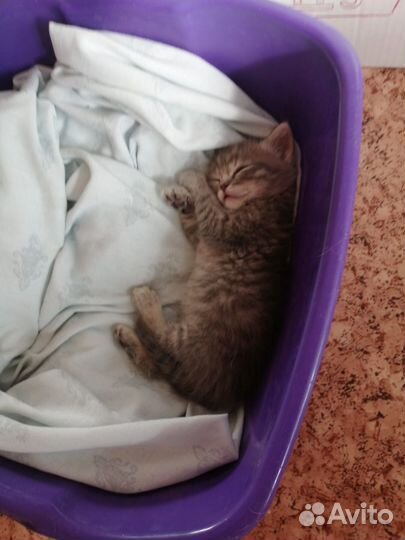 Кошка в дар бесплатно