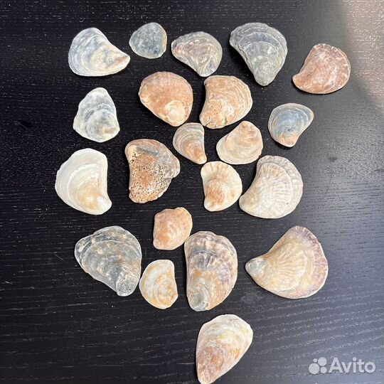 Набор ракушек морских