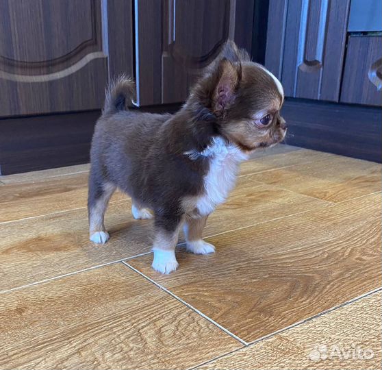 Щенки чихуахуа