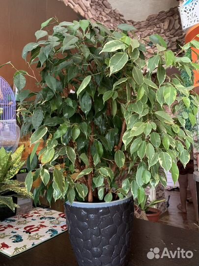 Фикус бенджамина пестролистный двойной