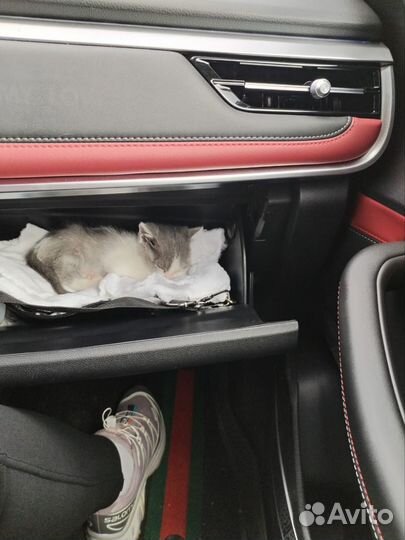 Будущий кот