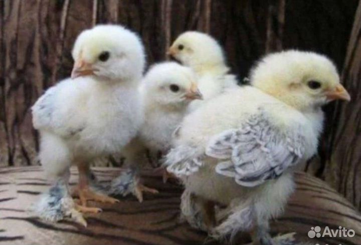 Цыплята Брама недельные и подросшие (3 нед)