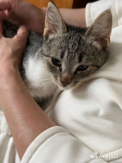 Котенок в добрые руки