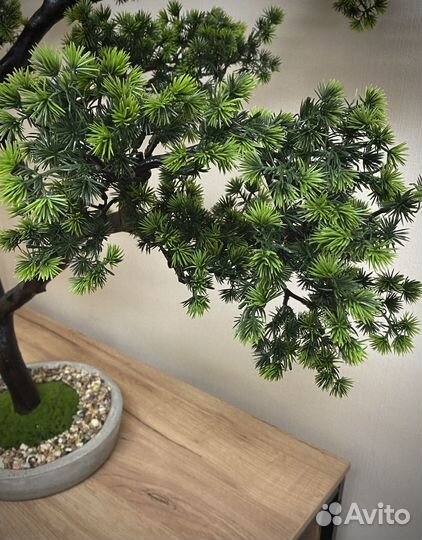 Интерьерное растение бонсай