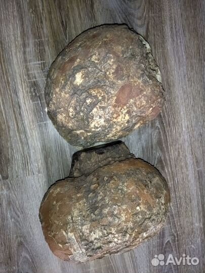 Сувель березовый