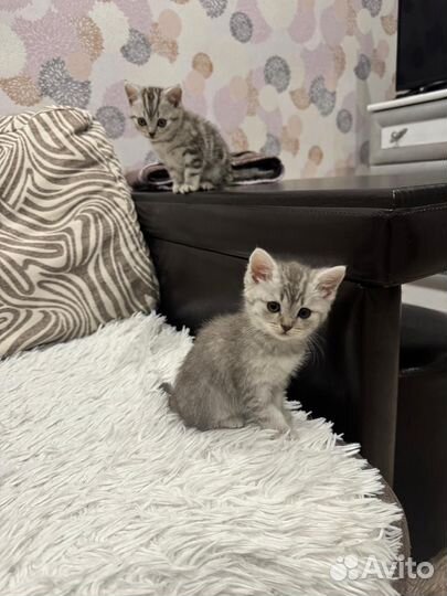 Британские котята