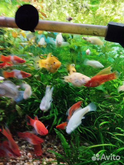 Меченосцы кои и Арлекин