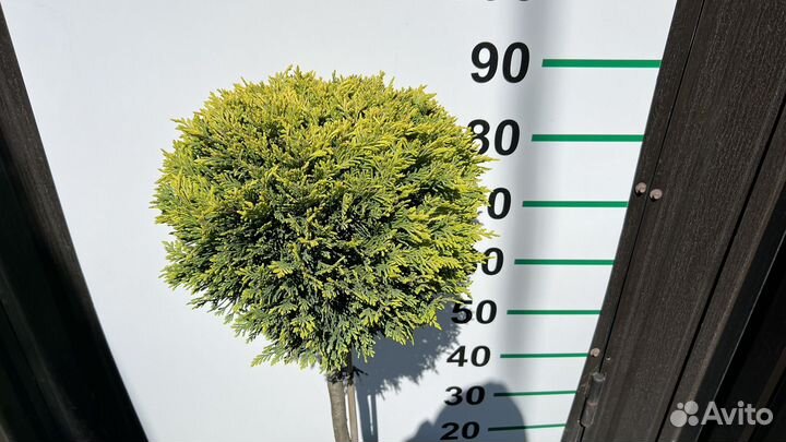 Кипарис чупс 95 см